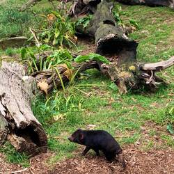 Tasmanian Devil 😍