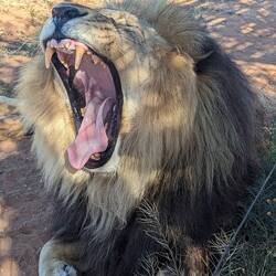 Tongue like a salad plate