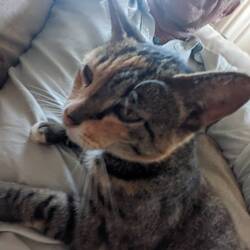 This cat is not wild, but likes pets too