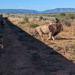 Lions deserve their iconic status