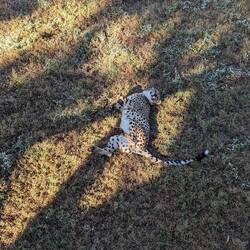 Like a giant housecat