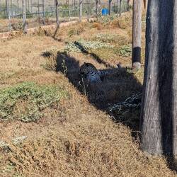 Leopoads are my favorite