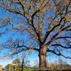 Marbury village green