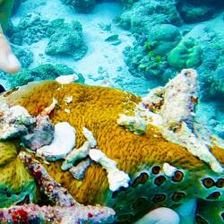 Imperatorgarnele auf Seegurke 😀