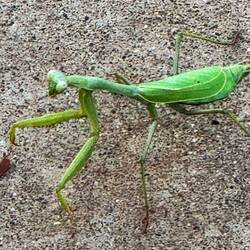 Wir hatten 4 Tage eine Gottesanbeterin auf unserem Grundstück