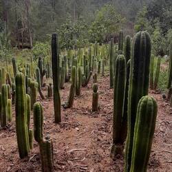 Der herzöffnende San Pedro Kaktus