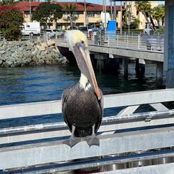 Guests at Shelter Island