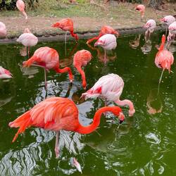 A group of flamingos in Uminonakamichi Seaside Park's Animal Forrest