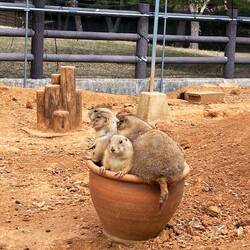 Little meercats in Uminonakamichi Seaside Park's Animal Forrest