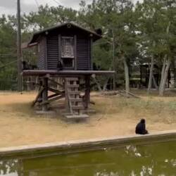 Spider Monkeys in Uminonakamichi Seaside Park's Animal Forrest