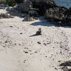 I was so focused on the sea lion shaped rock, I didn't notice the actual sea lion to it's right