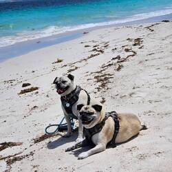 The dogs enjoying another beach outing