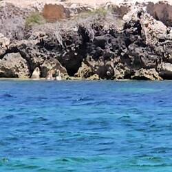 They're a bit hard to see but 3 sea lions in the water