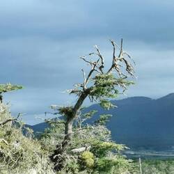 Aber, viele Bäume sind abgestorben