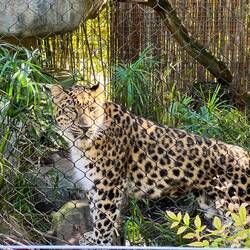 Critically endangered Amur Leopard