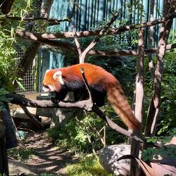 Red Panda