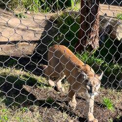 Puma / cougar / mountain lion
