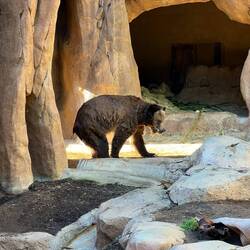 The grizzly bear just took a bath
