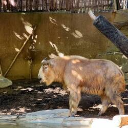 A Takin, a Chinese goat antelope