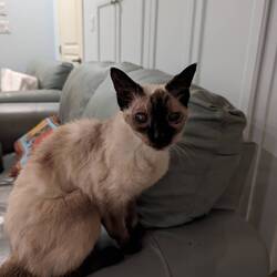 Gruselige alte Katze der Nachbarin