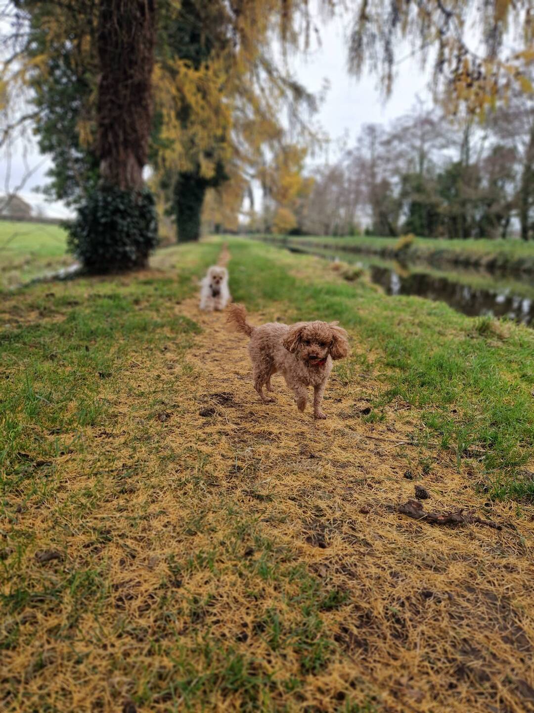 Fallen Larch needles creating a golden carpet
