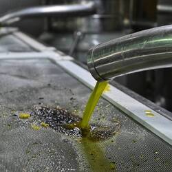 In der Ölmühle fließt grünes Gold