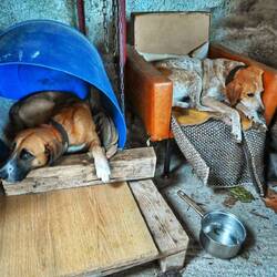Paganiotti und Boubi nach einem harten Erntetag