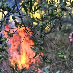 Nach dem Schneiden der Bäume und dem Mähen der Terrassen verbrennen wir den Grünschnitt