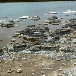 Stromatolites. The earliest lifeform on earth made up of oyanobacteria. 3,500 years old!