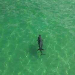 And we followed some dolphins just off the coast with the drone