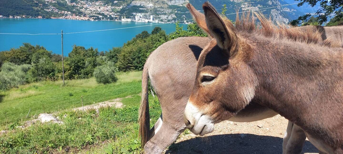 Località Spino e Senzano