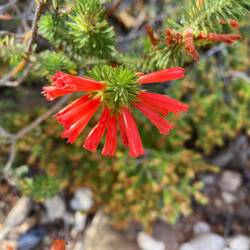 The NP is one of the 6 worlds Flower Kingdoms