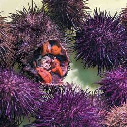 Sea Urchins, or when served as a dish in Asturias, "Oricios."