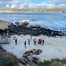 La Jolla Cove - sea lions right on the beach!