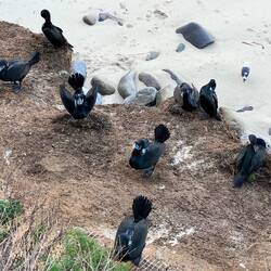 cormorants showing off to find a mate