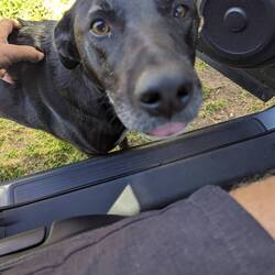 Friendly 'Guard' Dog