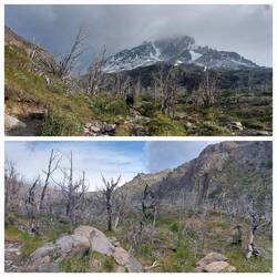 Dead trees