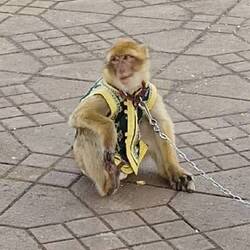 Ach die armen Viecher