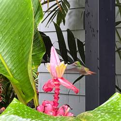 Man beachte: Kolibri!!!