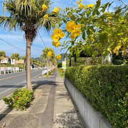An alley with palm trees in Ibusuki