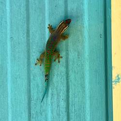 Noch ein ganz bunter Gecko