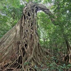 starker Baum