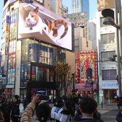 In Shinjuku lebt eine riesige, dreidimensionale Katze hoch über der Straße.