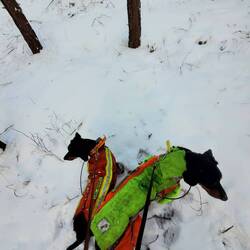 Jaga und Bjelle. Dieses Mal nix , aber auch gar nix zur Jagd beigetragen!