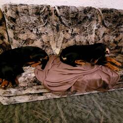 geiles Couchmuster, oder?!!