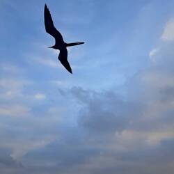 Fregattenvogel mit riesigem scissors tail