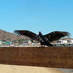 Ein Truthahn Geier vor unserem Fenster beim Abflug, sie lauern auf tote Fische am Ufer