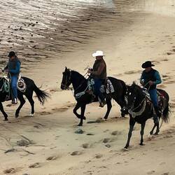 Tolle Pferde mit traditionellem Geschirr