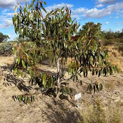 A brave attempt to start a small arboretum.