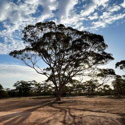 A nice big gum tree. A local meeting point apparently